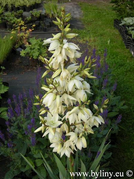 Yucca filamentosa C1,5