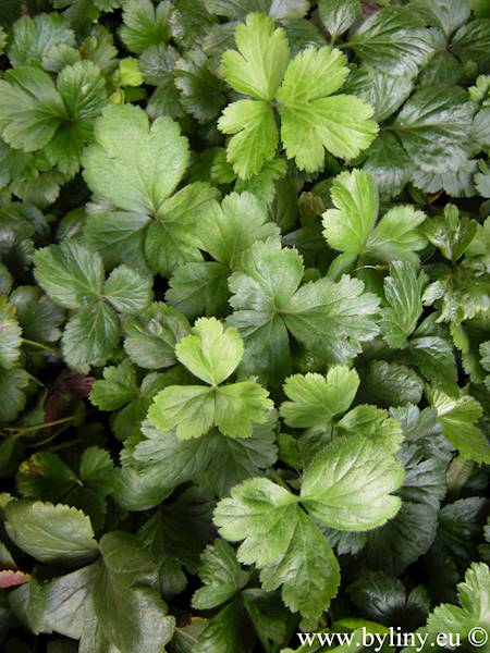 Waldsteinia ternata p9