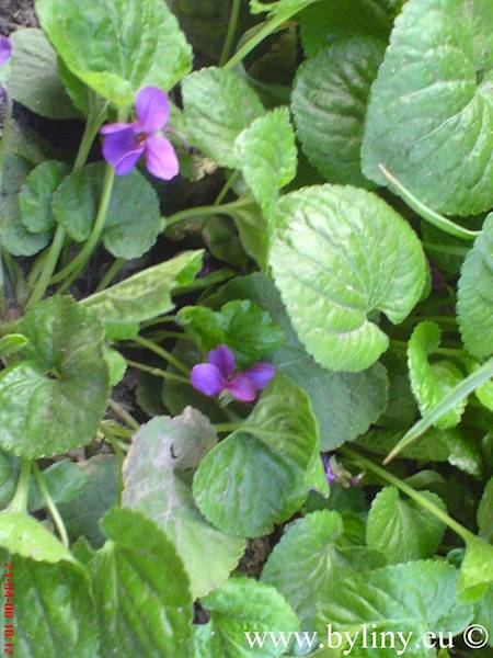 Viola odorata p9