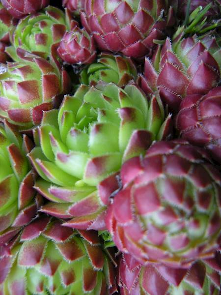 Sempervivum p11