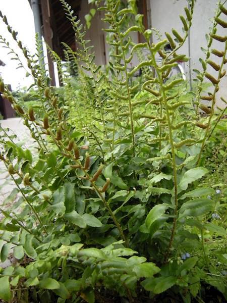 Polystichum acrostichoides C1,5
