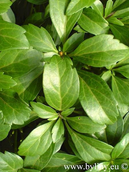 Pachysandra terminalis p9