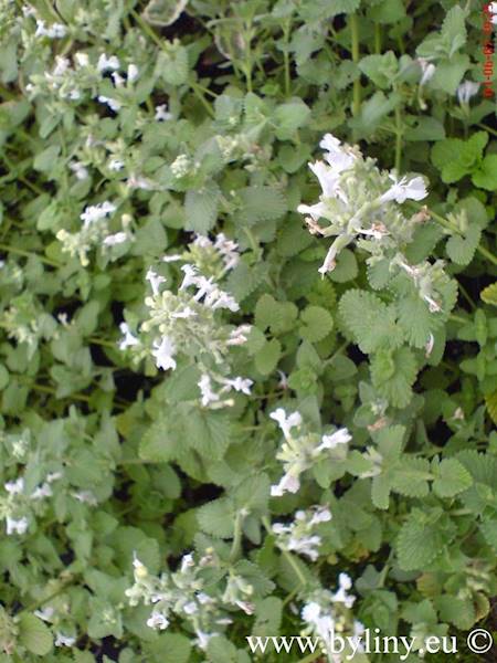 Nepeta faassenii Alba C1,5