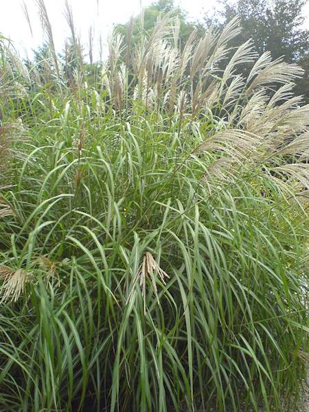 Miscanthus sinensis R.biały C1,5