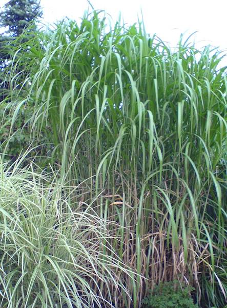 Miscanthus floridulus C5