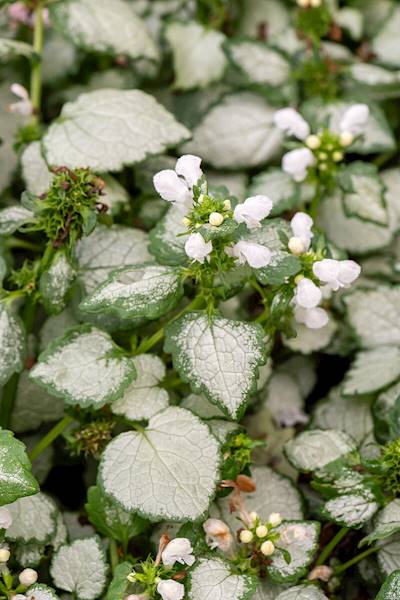 Lamium maculatum White Nancy C1,5