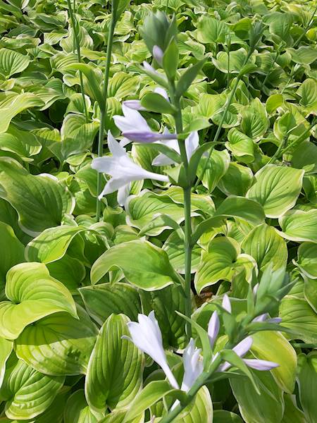 Hosta Fragrant Bouquet C1,5