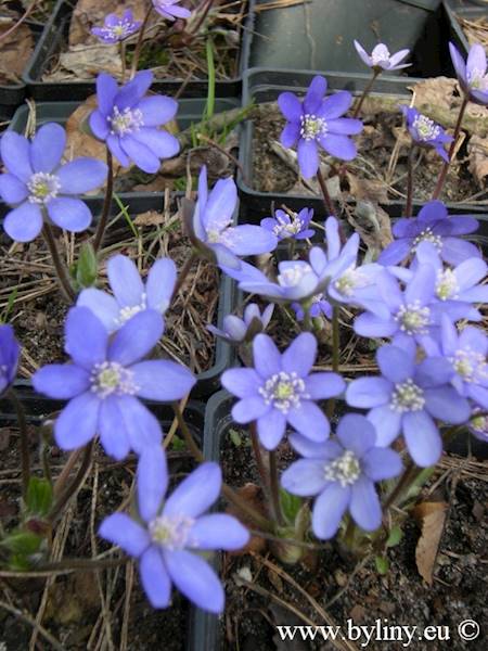 Hepatica nobilis p9