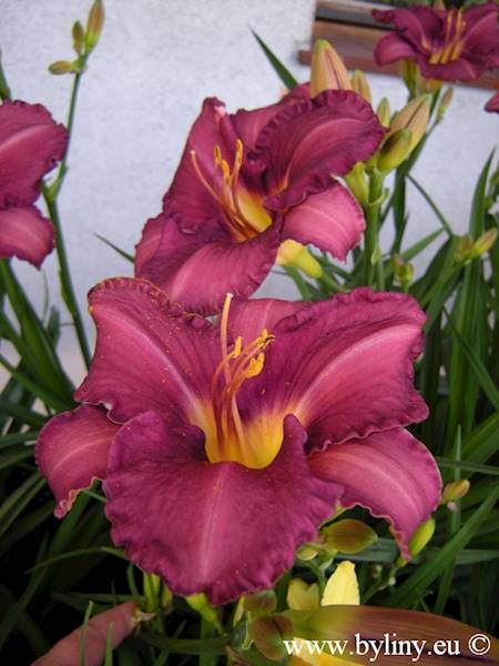Hemerocallis Grape Velvet C3
