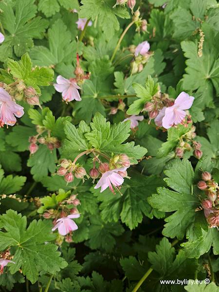 Geranium macrorrhizum Ingwersen's Variety C1,5