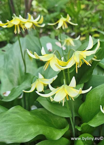 Erythronium Pagoda p11
