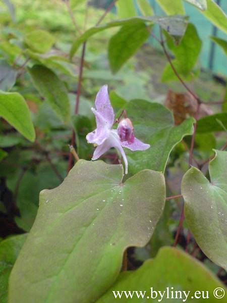 Epimedium youngianum Roseum p9