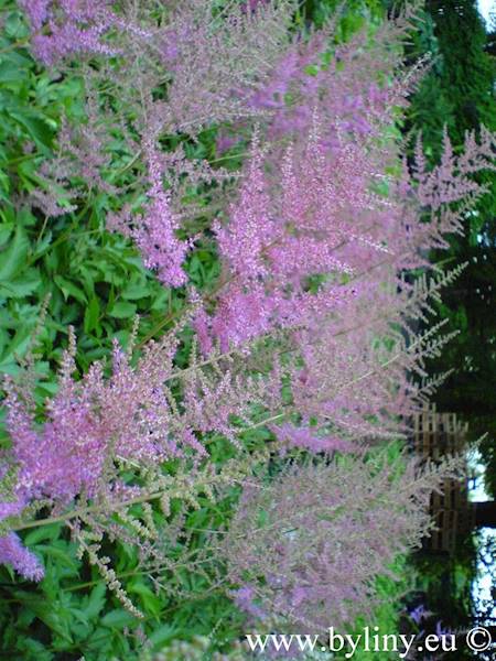 Astilbe x arendsii Amethyst C3