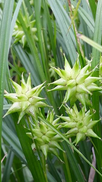 Carex grayi C1,5