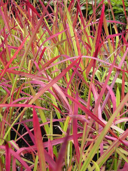 Imperata cylindrica Red Baron p11