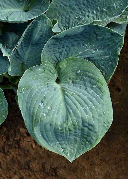 Hosta Big Daddy C1,5