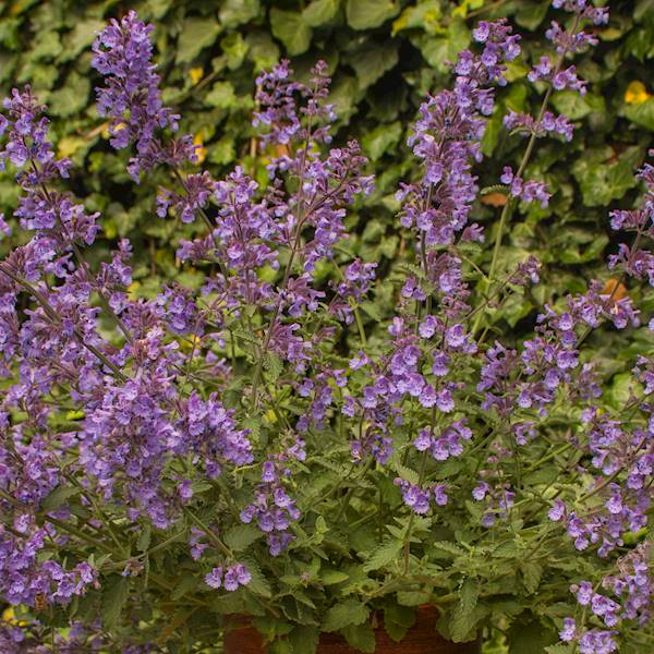 Nepeta faassenii Walker's Low C1,5