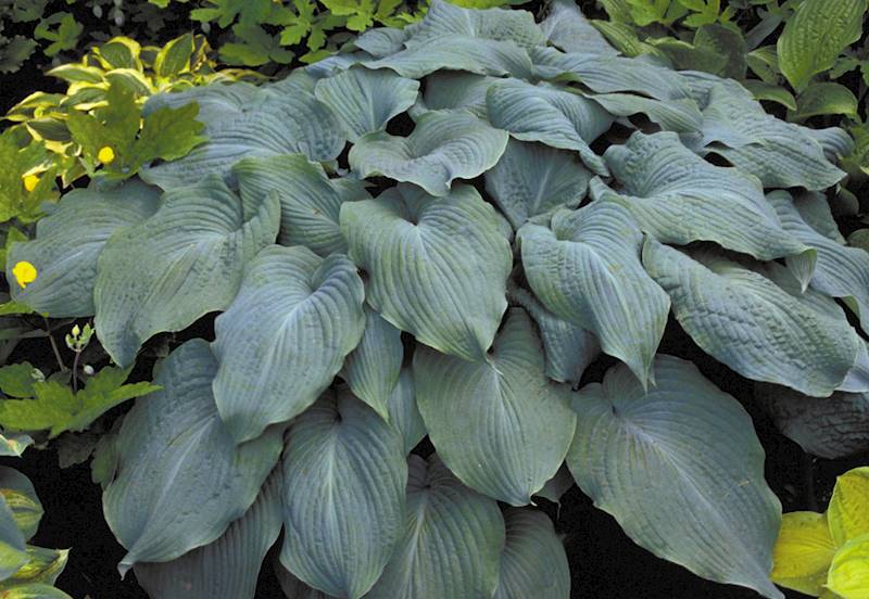 Hosta Blue Angel C1,5