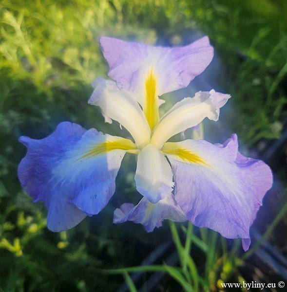 Iris ensata C3