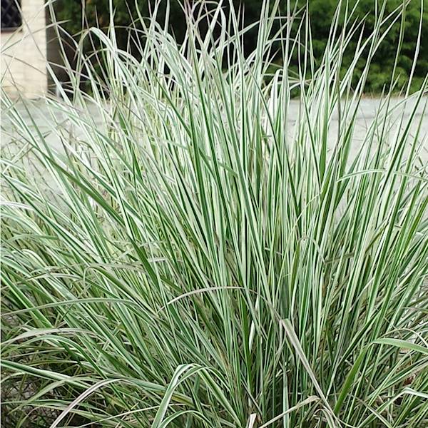 Calamagrostis acutiflora Overdam C1,5