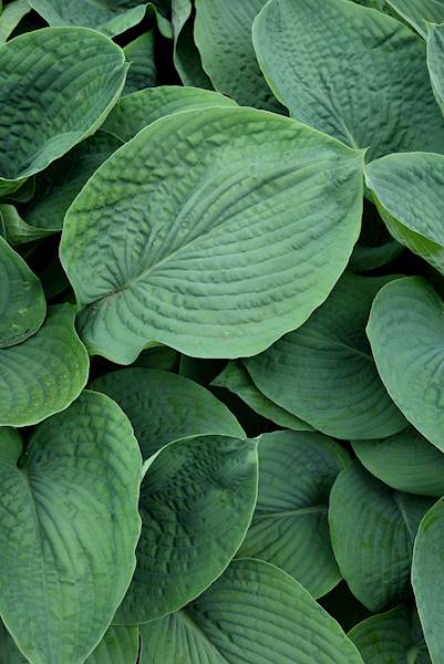 Hosta sieboldiana Elegans C1,5