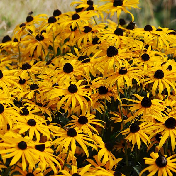 Rudbeckia fulgida Goldstrum C1,5