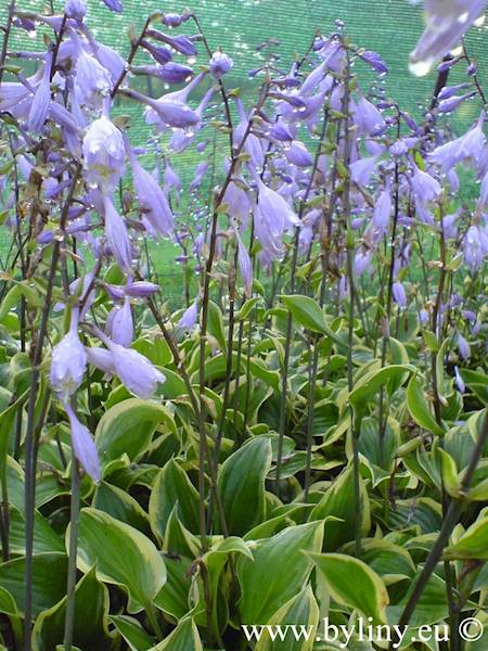 Hosta Pilgrim C1,5