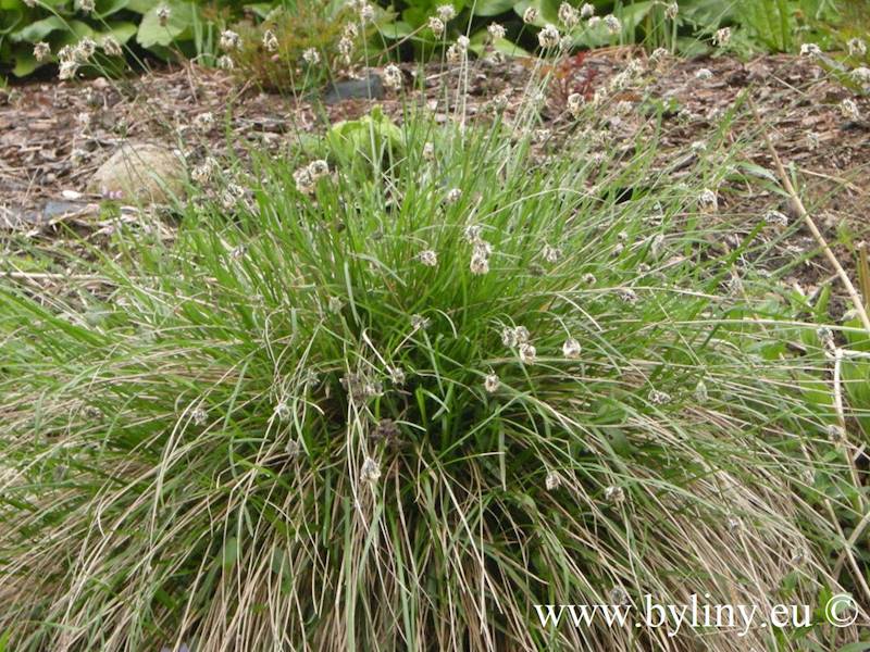 Sesleria heufleriana C1,5