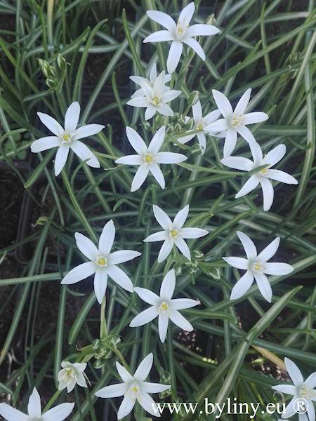 Ornithogalum umbellatum p9