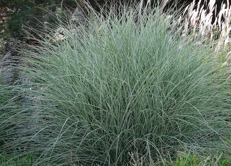 Miscanthus sinensis Morning Light C2