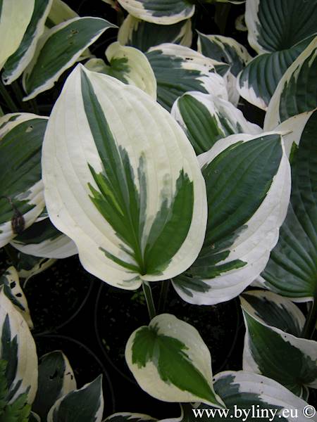 Hosta Patriot C1,5