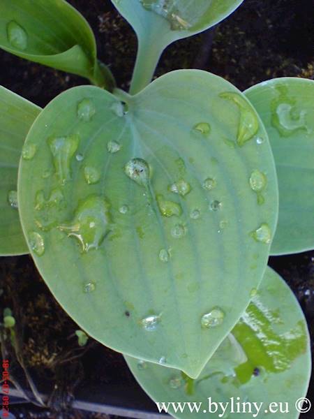 Hosta Fragrant Blue C1,5