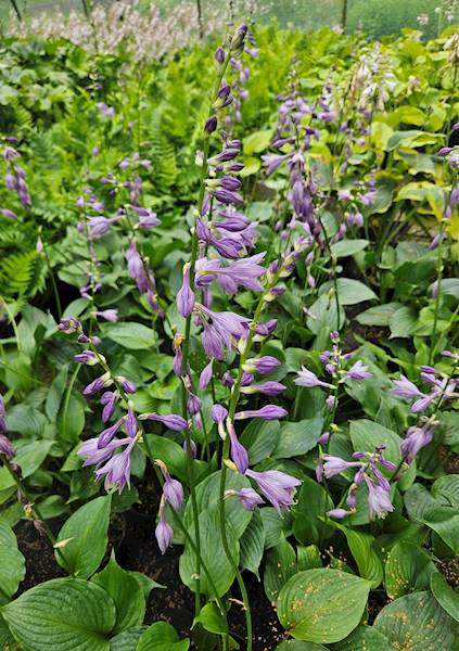 Hosta fortunei zielona C1,5