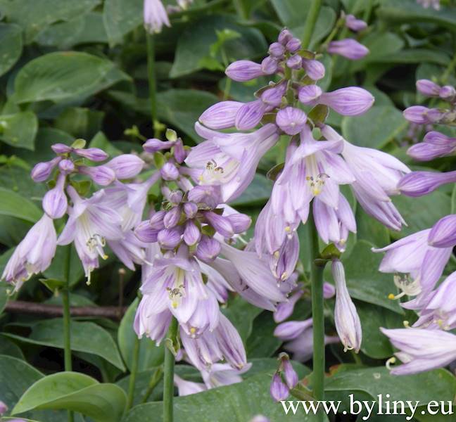 Hosta Blue Cadet C1,5