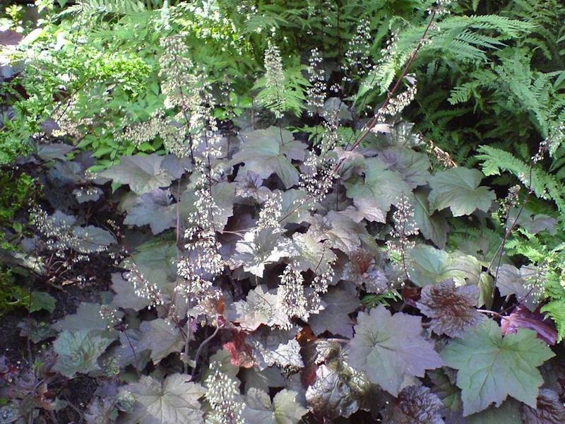 Heuchera micrantha Palace Purple C1,5