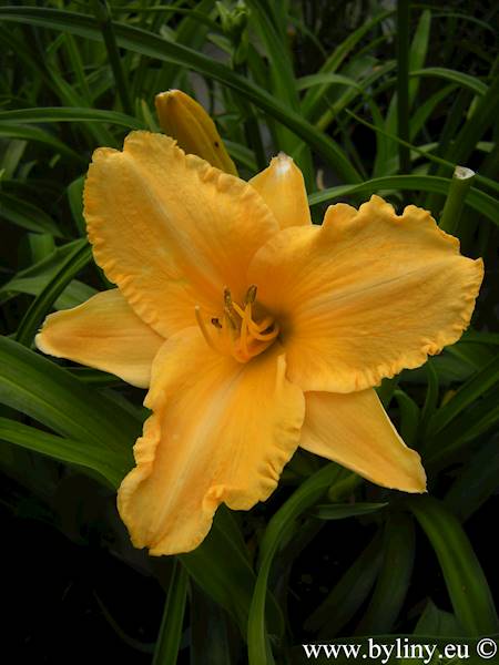 Hemerocallis Ruffled Apricot C3