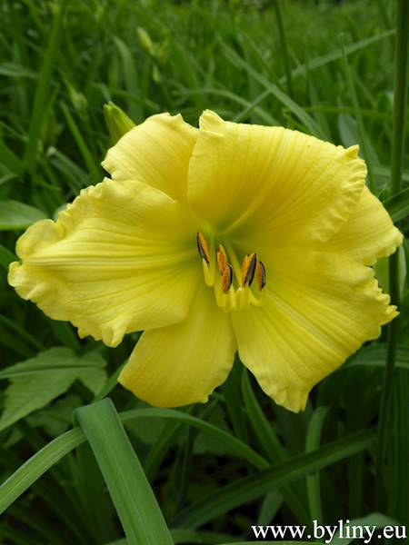 Hemerocallis Happy Returns C2