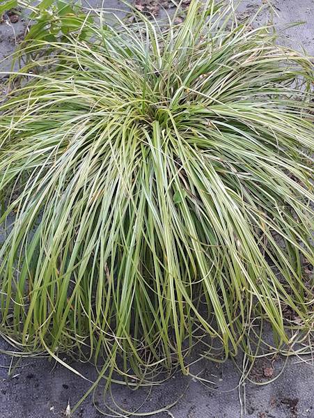 Carex umbrosa The Beatles C1,5