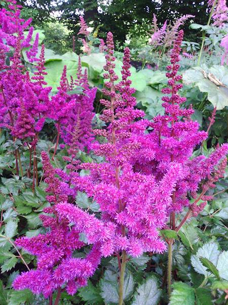 Astilbe chinensis Vision in Red ® C2