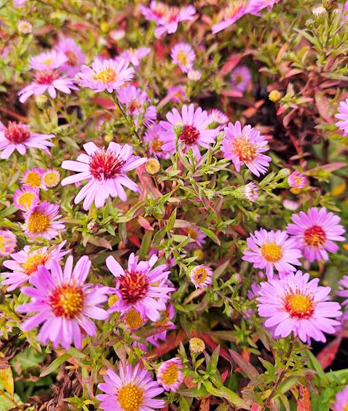 Aster dumosus Rosenwitchel C1,5