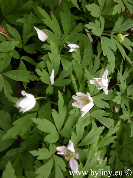 Anemone nemorosa p9