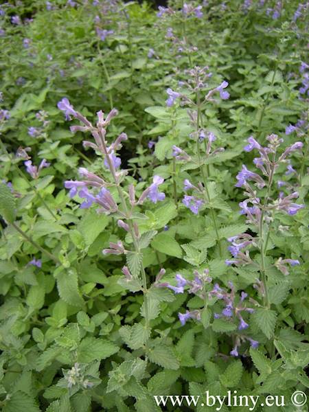 Nepeta faassenii C1,5