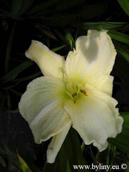 Hemerocallis White Temptation C3