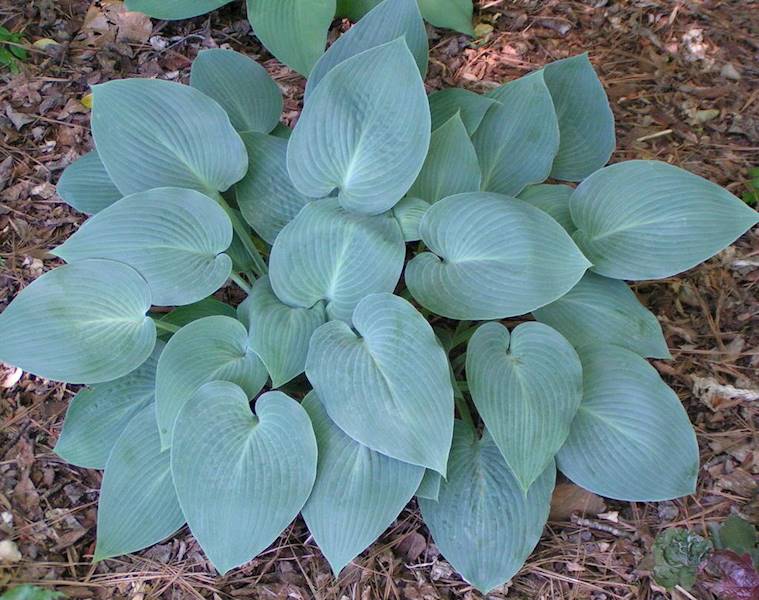 Hosta tardiana Halcyon C1,5