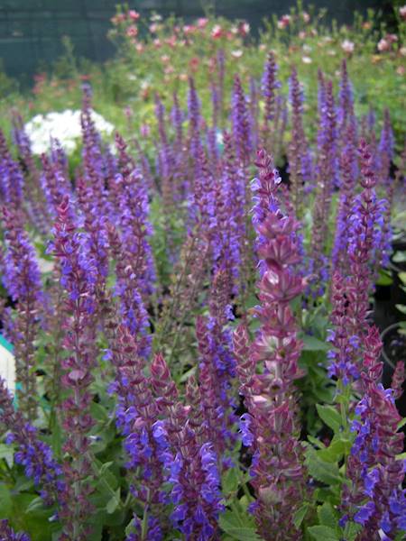 Salvia nemorosa Ostfriesland C1,5
