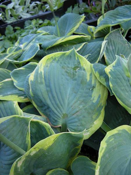Hosta Earth Angel C1,5