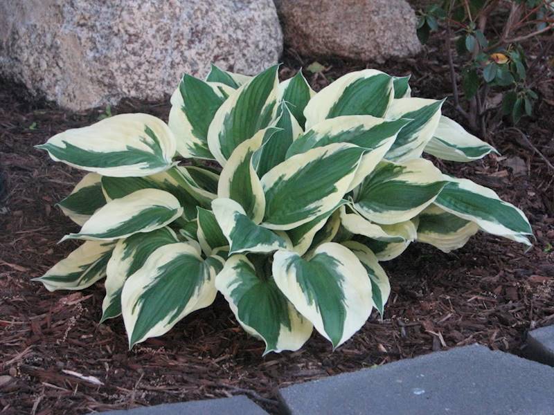 Hosta Minutman C1,5