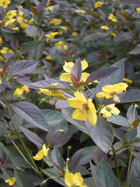 Lysimachia ciliata Firecracker C1,5