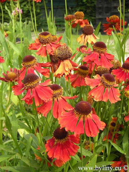Helenium Moerheim Beauty C1,5