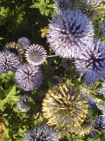 Echinops ritro p9